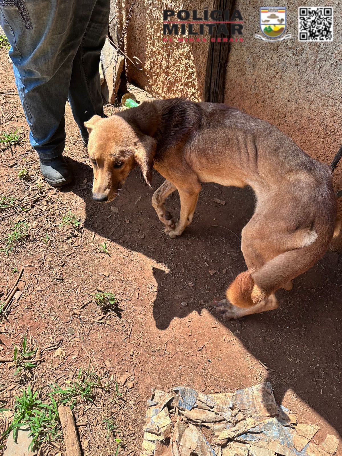 Denúncia de maus-tratos a animais é confirmada e autor é preso em Pompeu