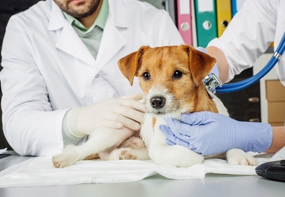 Castra Móvel Realiza Castração Gratuita de Cães e Gatos em Paineiras