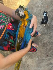 Arara é morta com tiro de chumbinho em Abaeté