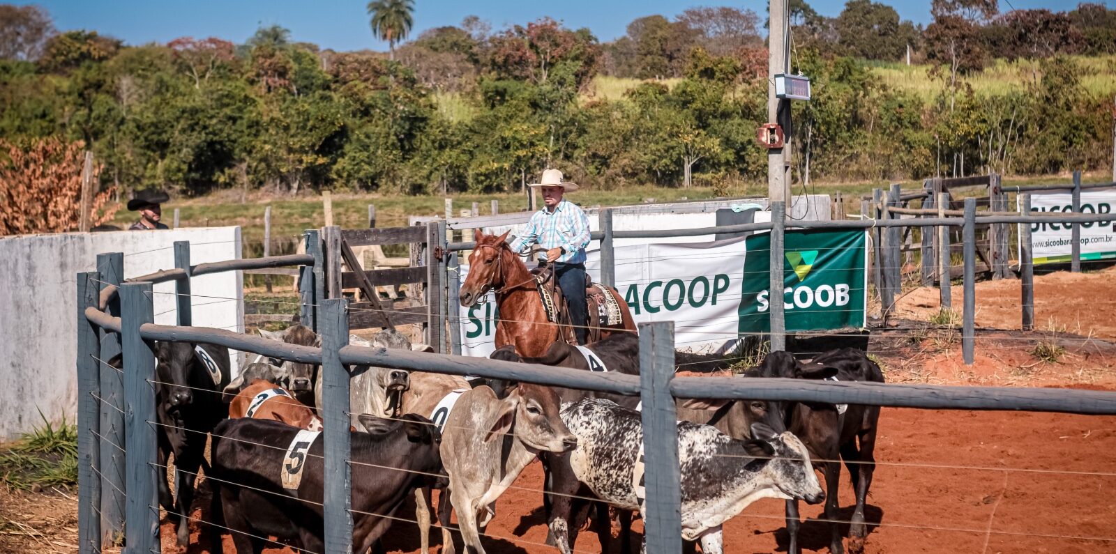 Prova de Ranch Sorting agita a manhã de domingo na 60ª Expomorada