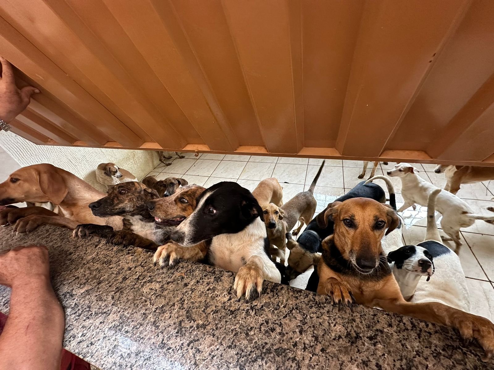 68 cães castrados em grande ação animal